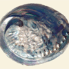 Abalone / Pāua Shell - Small
