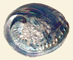 Abalone / Pāua Shell - Large