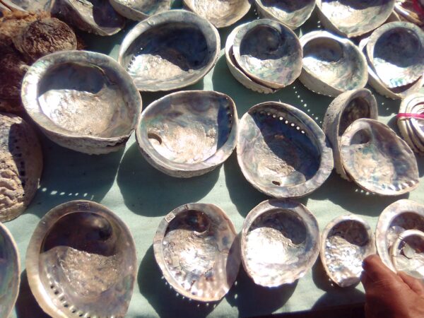 Abalone / Pāua Shell