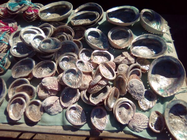 Abalone / Pāua Shell